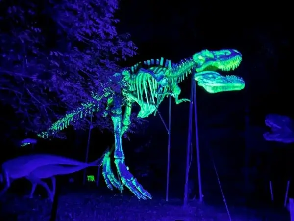 Bild vom leuchtenden und lebendigen T-Rex Skelett